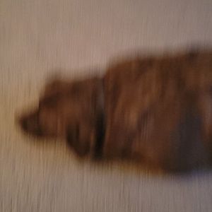 Meet your Posher, Craig